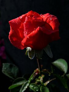 Blossom bloom floribunda