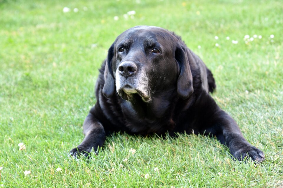 Labrador old grey snout