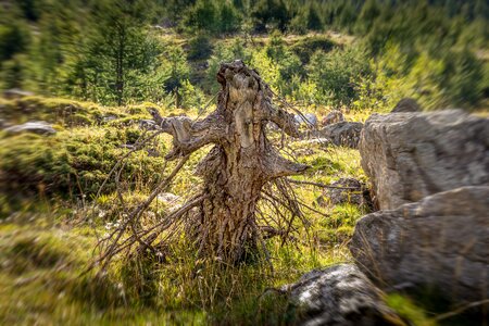 Wood outdoor summer