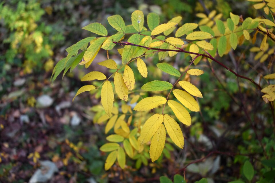 Bush in the fall of forest