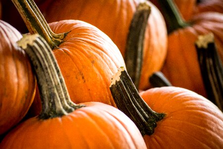 Halloween thanksgiving pumpkin patch