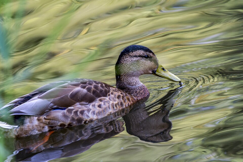 Water nature small