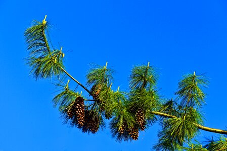 Pinus wallachiana evergreen needle