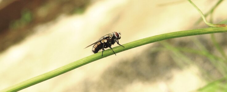 Macro fly colombia