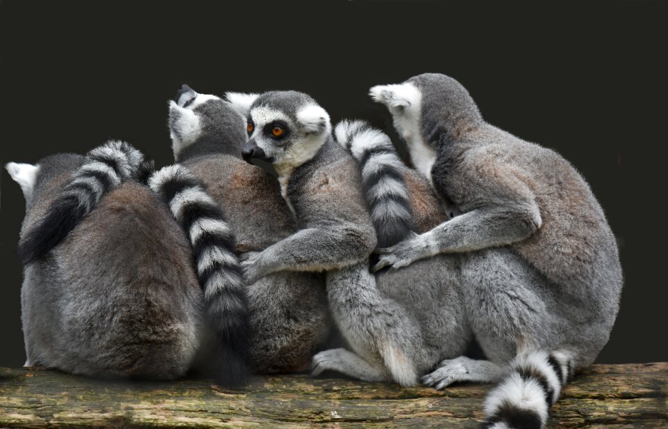 Mammals nature stripes