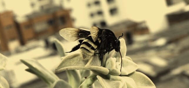 Insect bumblebee colombia