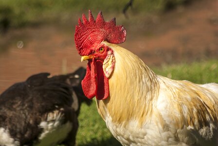 Plumage cute spring photo