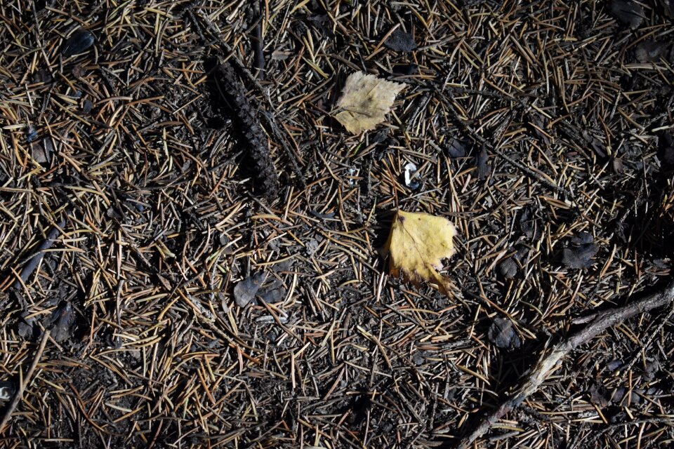 Foliage leaves fallen