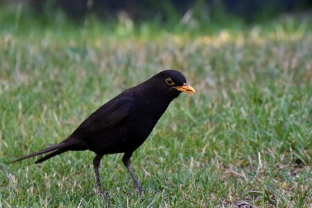 Food animal sitting