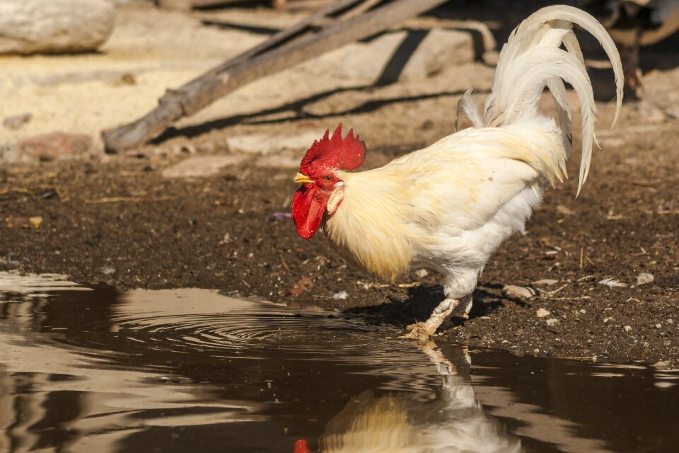 Plumage cute spring