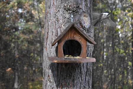 Tit tree pine