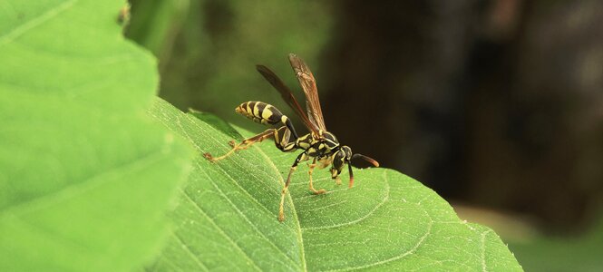 Insect wasp colombia