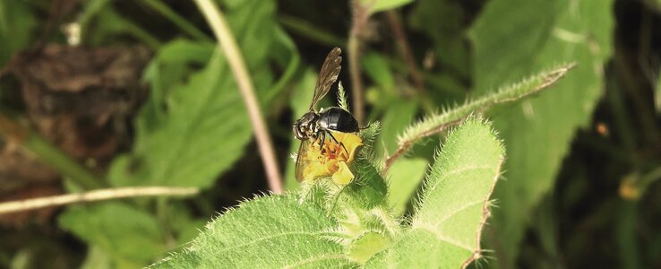 Insect garden colombia