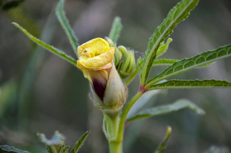 Bloom blossom plant