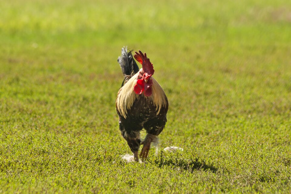 Plumage cute spring photo