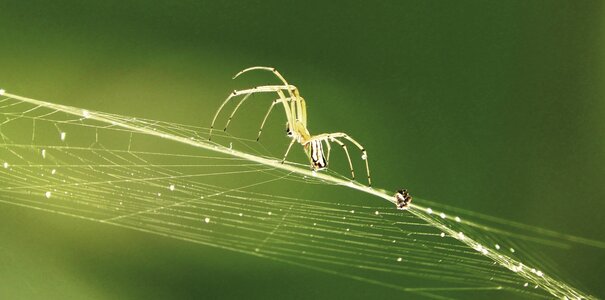 Spider weaver arachnid colombia