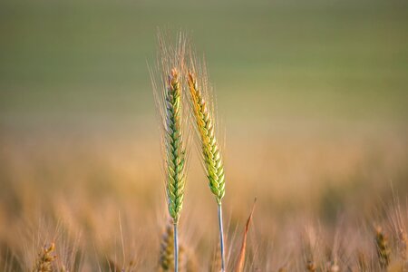 Barley landscape plant
