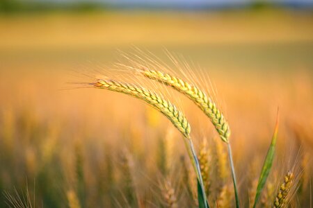 Barley landscape plant photo