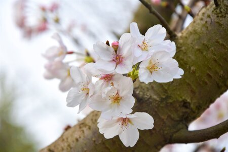 White flowers pear plant