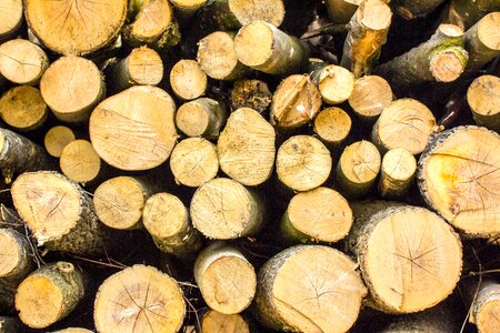 Log woods forest