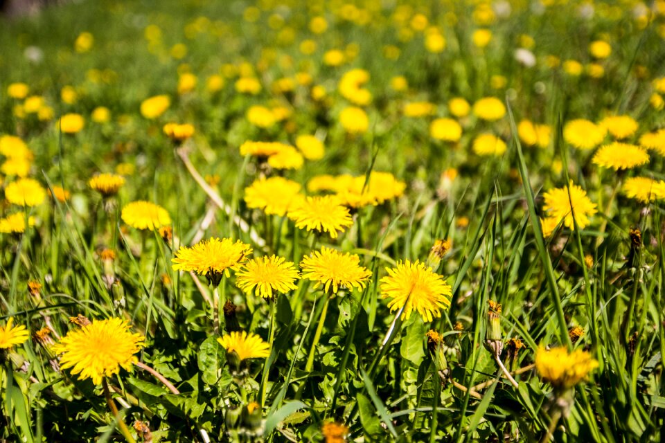 Grass nature common dandelion