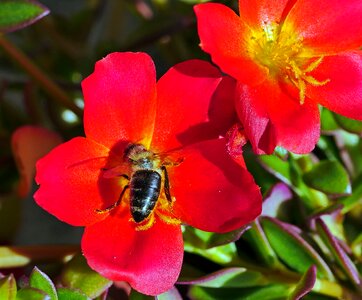 Potted plant flowers bee