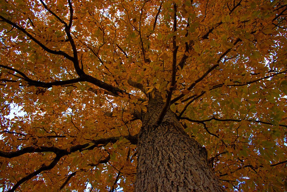 Fall colors color nature