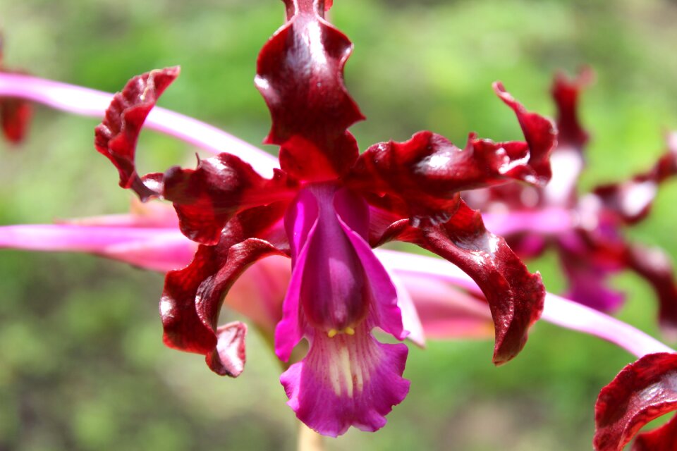 Flowering purple violet