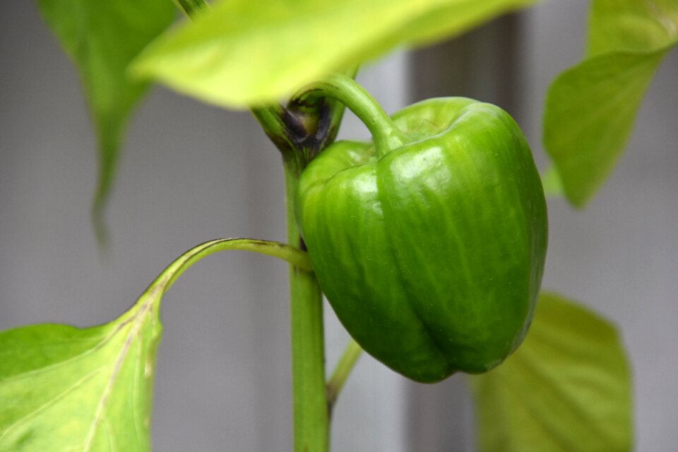 Green vegetables food garden