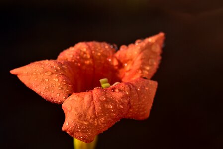 Bignoniaceae oblong funnel like