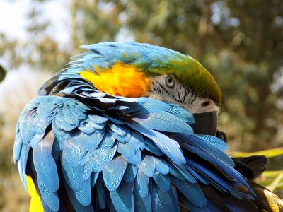 Parrot wildlife animal photo