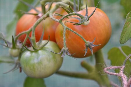 Cultivation tomatenrispe fresh
