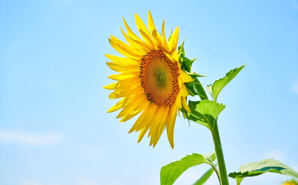Nature flowers plant