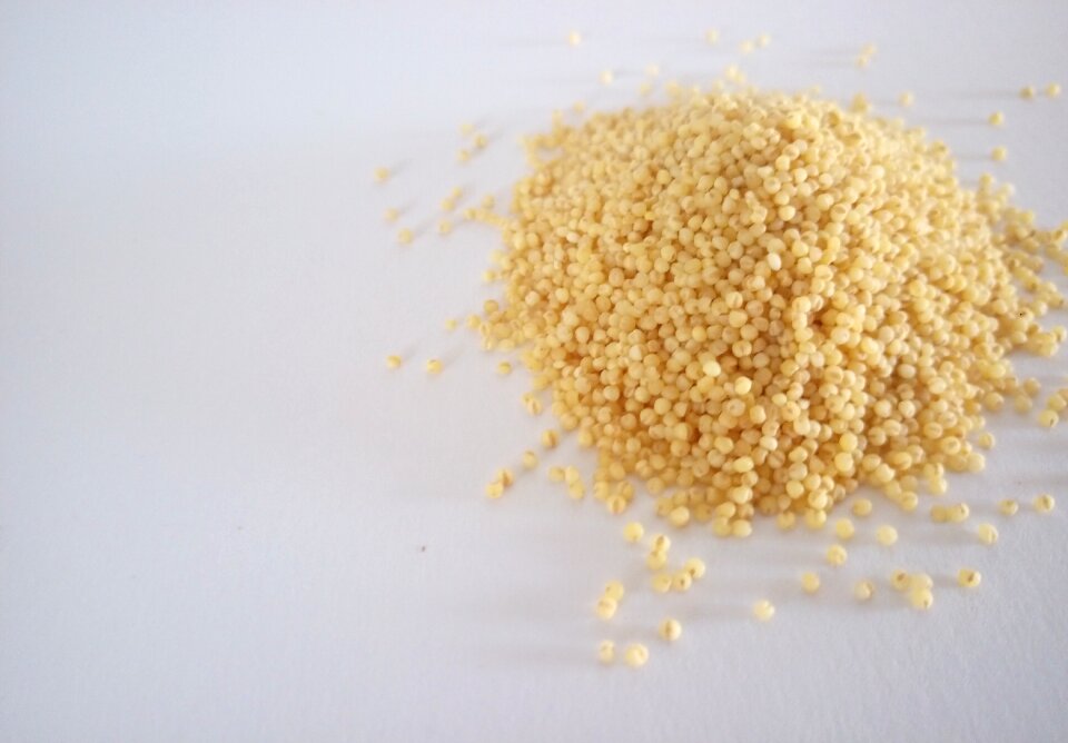 Golden yellow close up bio