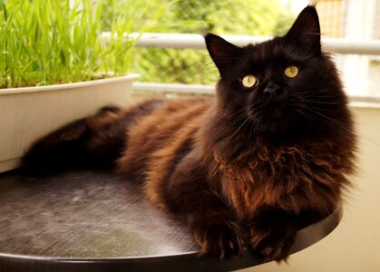 Charming young animal