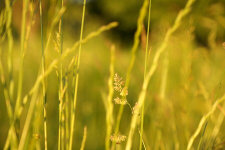 Field in the summer of texture
