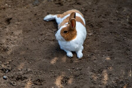 Lying animal bunny photo