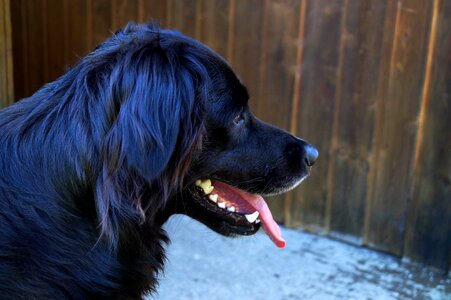 Black golden retriever schäfer dog