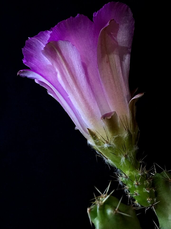 Pimpollo flower plant