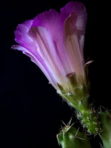 Pimpollo flower plant