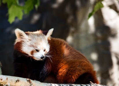 Panda red panda bear mammal