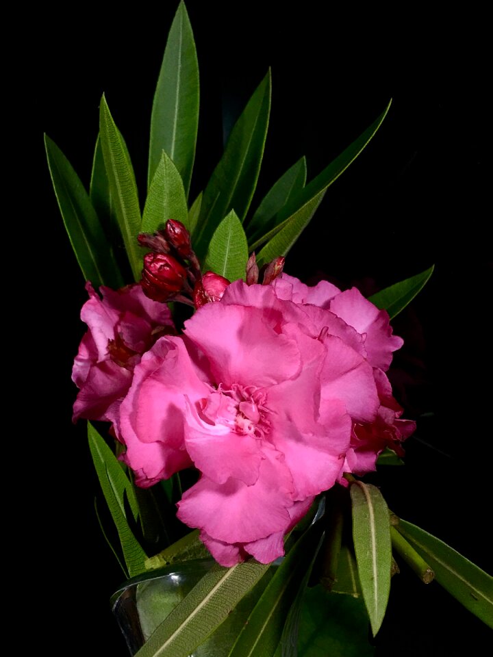 Rosa flora plant