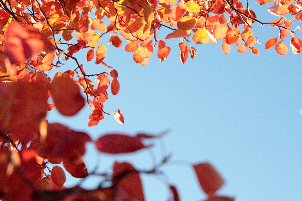 Leaves blue sky ad space