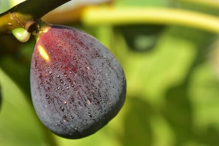 Fig tree close up delicious photo