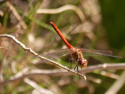 Sympetrum striolatum branch winged insect photo