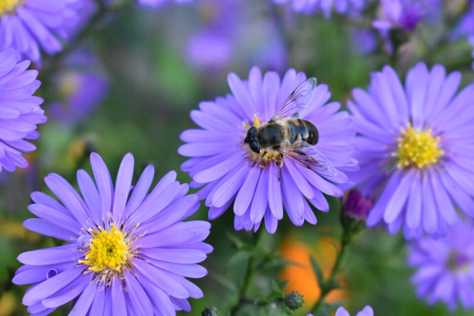 Autumn michaelmas daisy plant