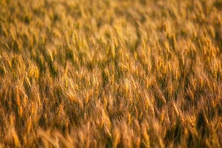 Barley landscape plant