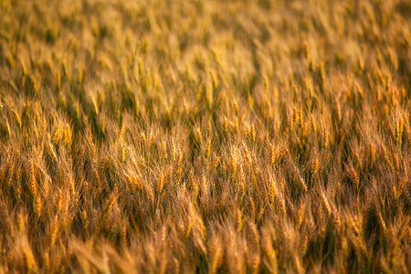 Barley landscape plant photo