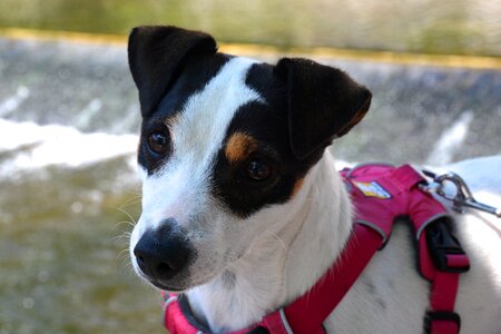 Harness cute portrait photo