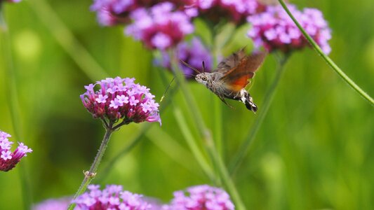 Flower macro sphinx moth